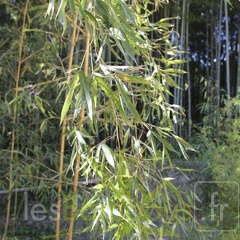 Phyllostachys aurea kansai 06