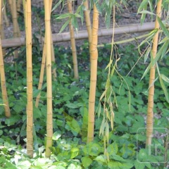 Phyllostachys aurea kansai 07