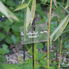 Phyllostachys aurea kansai 08