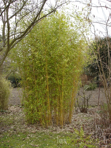 Phyllostachys_Aurea_Koi_02.JPG