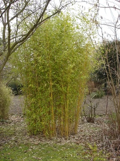 Phyllostachys Aurea Koi 02