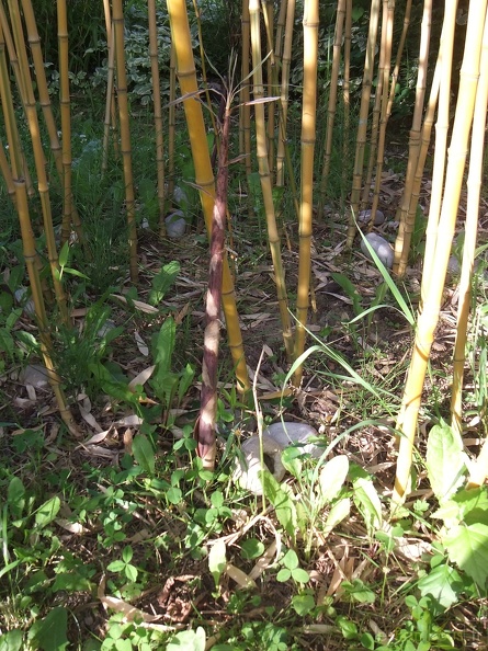 Phyllostachys_Aurea_Koi_03.JPG