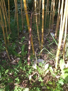 Phyllostachys Aurea Koi 03