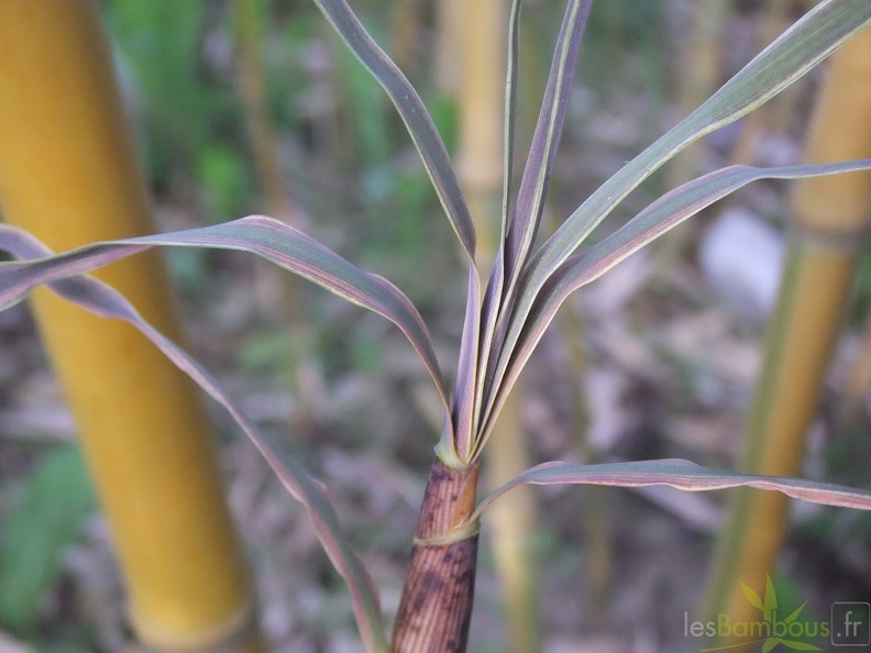 Phyllostachys Aurea Koi 04