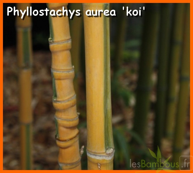 Phyllostachys Aurea Koi 05