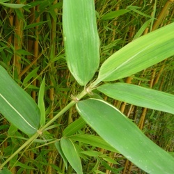 Aurea Koi