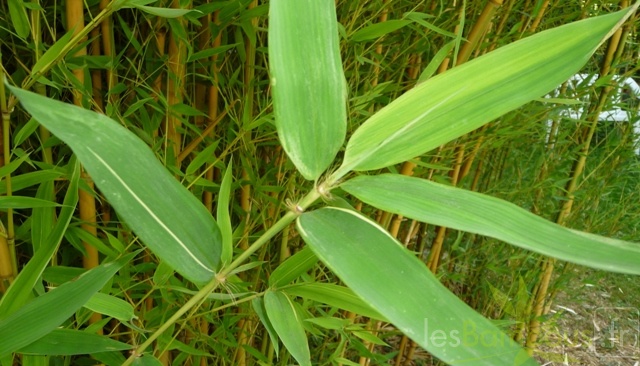 Phyllostachys_aurea_Koi.jpg