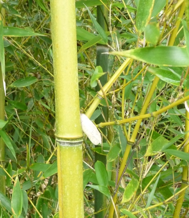 Pa 2branches