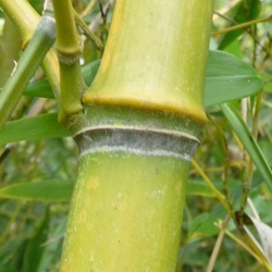 Aureosulcata
