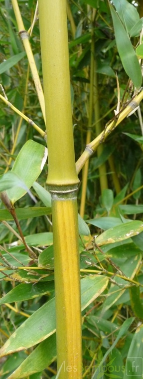 Pa sulcus jaune verdatre alterne