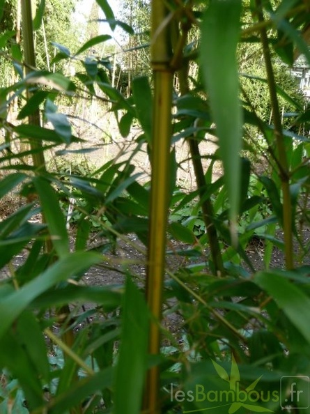 Phyllostachys Aureosulcata Argus 02
