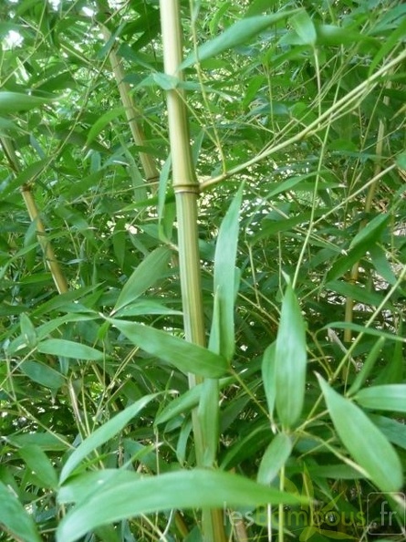 Phyllostachys Aureosulcata Argus 03