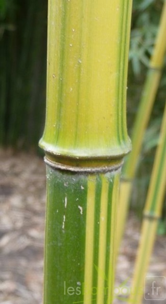 Phyllostachys Aureosulcata Argus 04