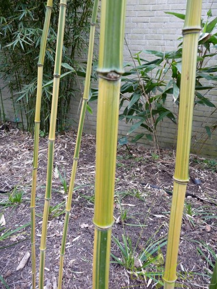 Phyllostachys Aureosulcata Argus 05