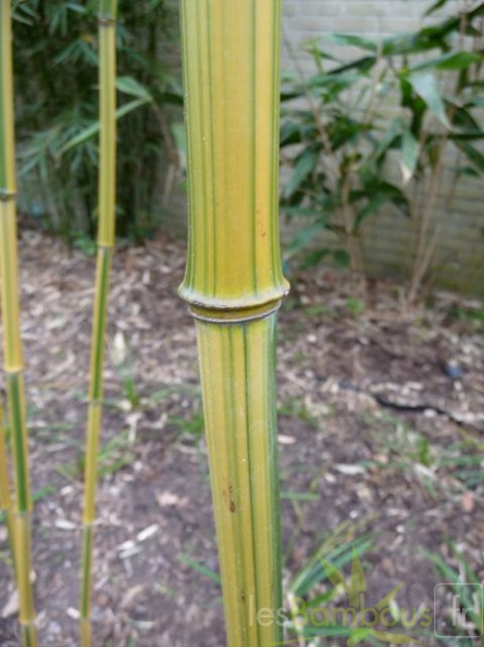 Phyllostachys Aureosulcata Argus 06