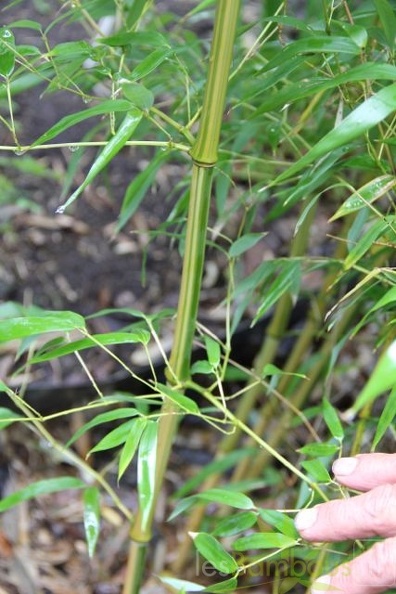 Phyllostachys Aureosulcata Argus 07