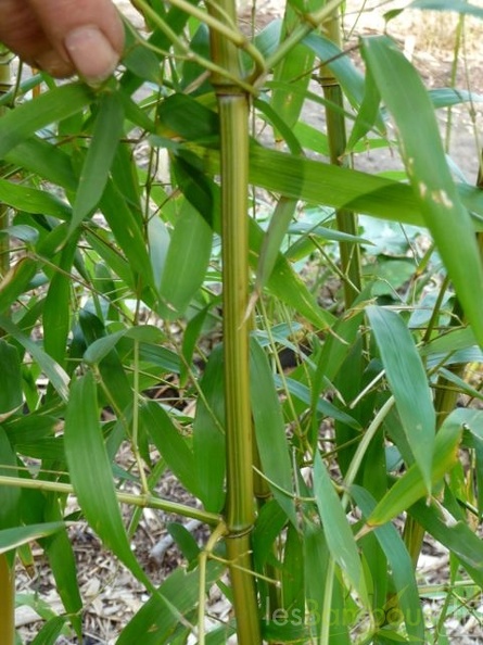 Phyllostachys Aureosulcata Argus 10