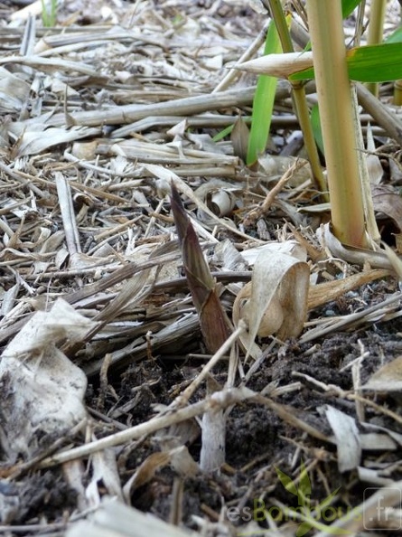 Phyllostachys Aureosulcata Argus 14