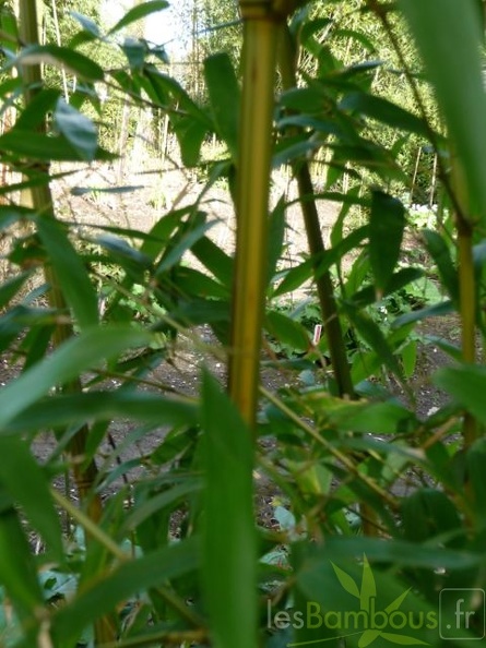 Phyllostachys Aureosulcata Argus 15