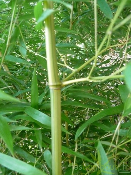 Phyllostachys Aureosulcata Argus 16