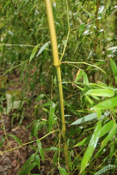 Phyllostachys Aureosulcata Argus 17