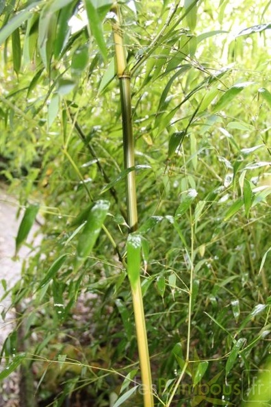 Phyllostachys Aureosulcata Argus 18