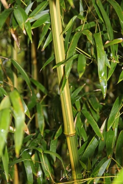 Phyllostachys Aureosulcata Argus 19
