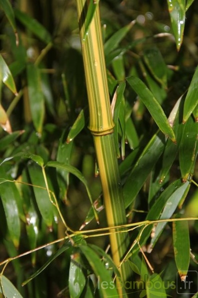 Phyllostachys Aureosulcata Argus 20