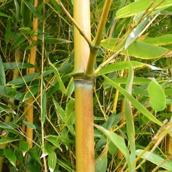 Aureosulcata Aureocaulis
