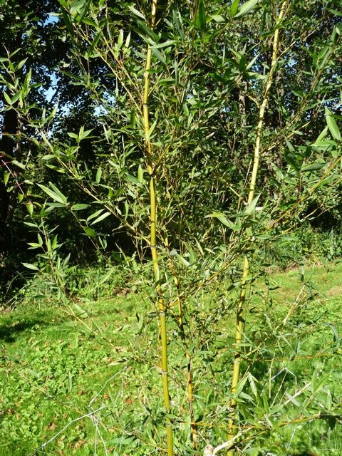 PaH.chaume.branche.feuille