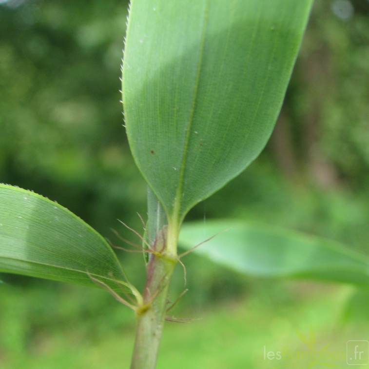 PaH petiole cils foliaires