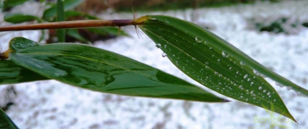 PaHI gaine foliaire rougeatre hiver