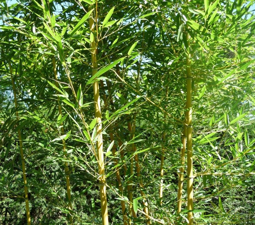 Phyllostachys aureosulcata Harbin-inversa 041