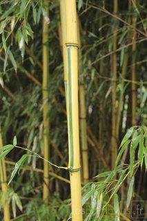 Phyllostachys aureosulcata lama temple 2967
