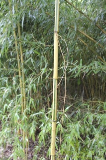 Phyllostachys aureosulcata lama temple 2968