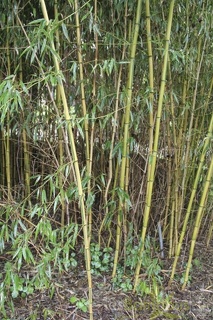 Phyllostachys aureosulcata lama temple 2969