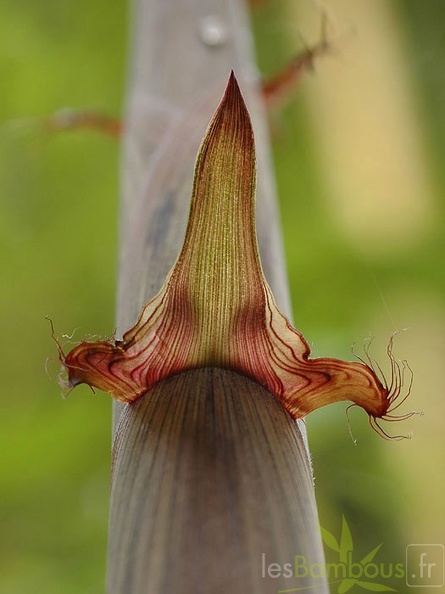 Spectabilis.oreillettes.cils