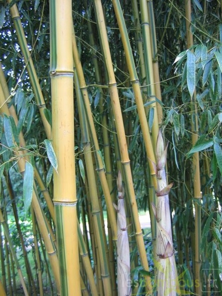 chaume spectabilis.0509
