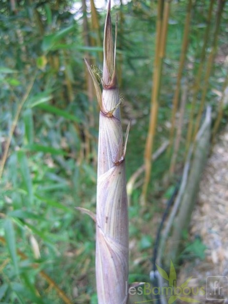 spectabilis.turion.3985