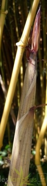 spectabilis.turion 557