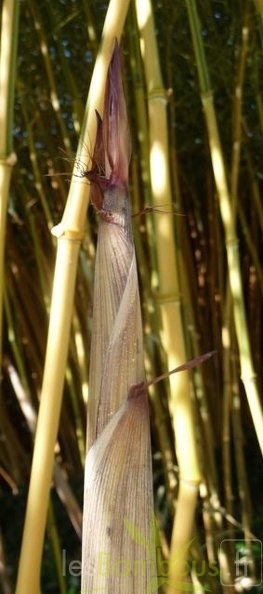 spectabilis.turion 558