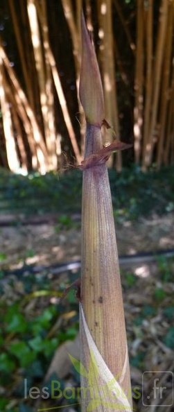 spectabilis.turion 561