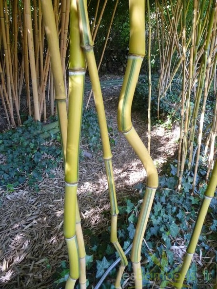 spectabilis.zigzag.579
