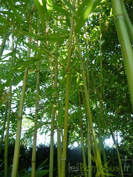 Phyllostachys aurita