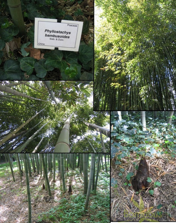 bambusoides