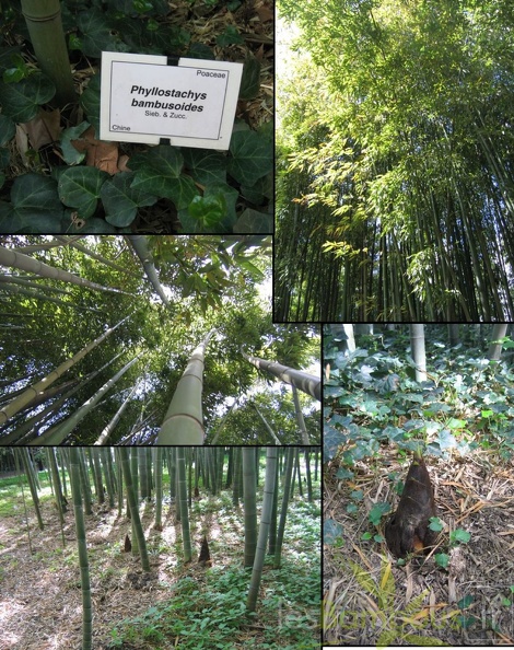 bambusoides
