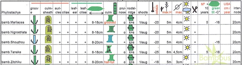 bambusoides.2.table.jpg