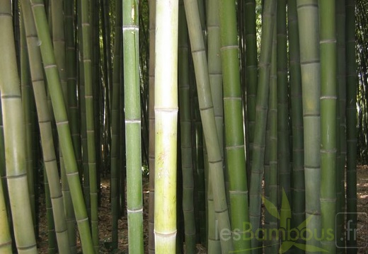 phyllostachys.bambusoides 3677