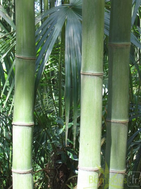 phyllostachys.bambusoides 555