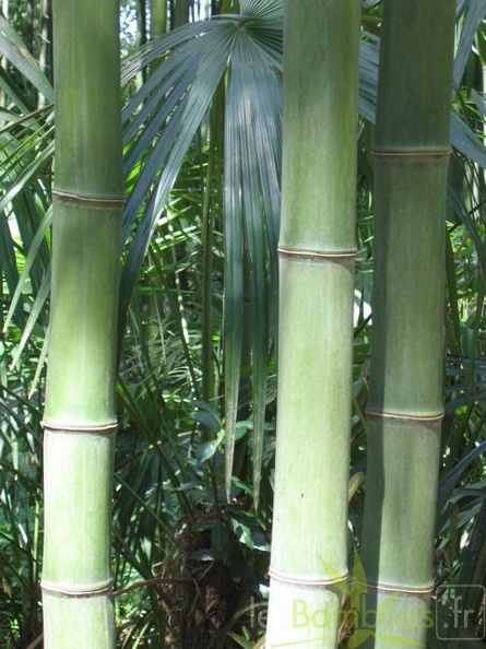 phyllostachys.bambusoides 555